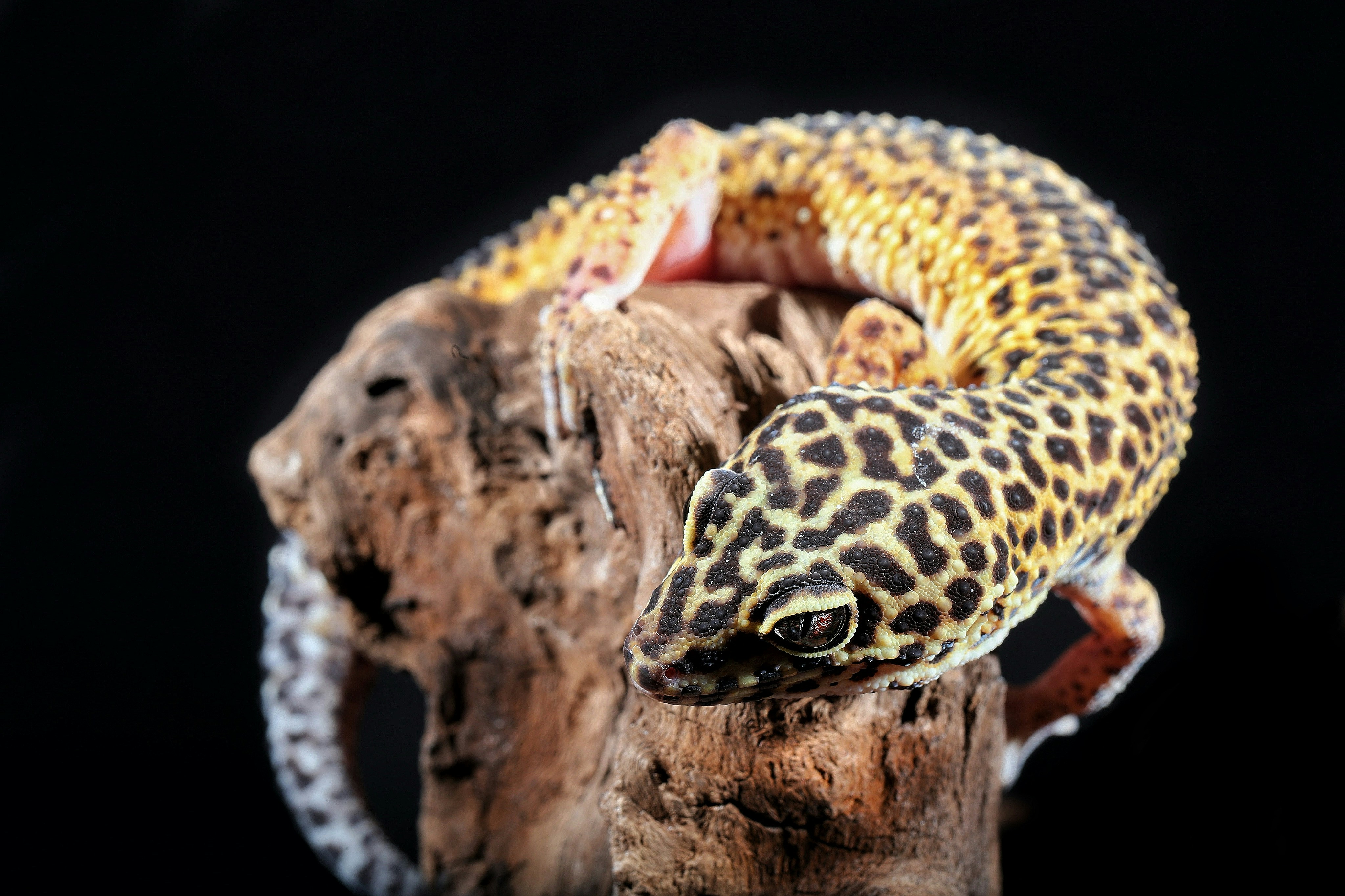The Secret Language of Geckos