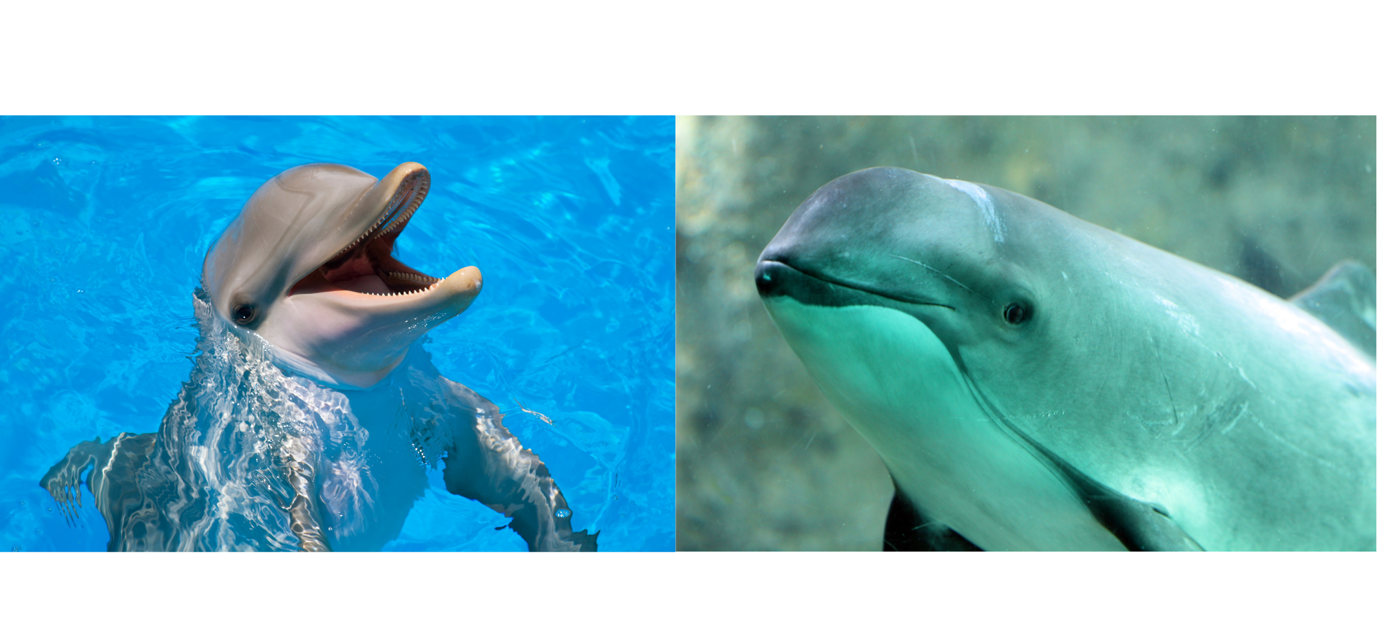 Dolphins vs. Porpoises: What's the Difference?