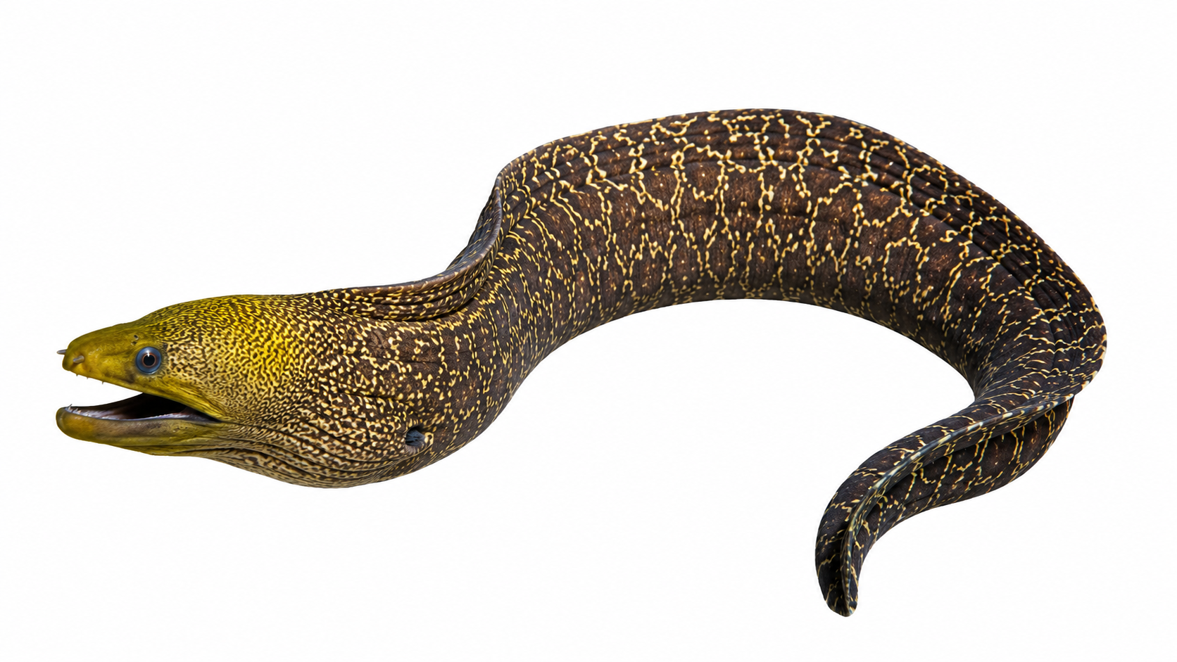 Moray Eels: The Silent Predators Hidden Beneath the Reef