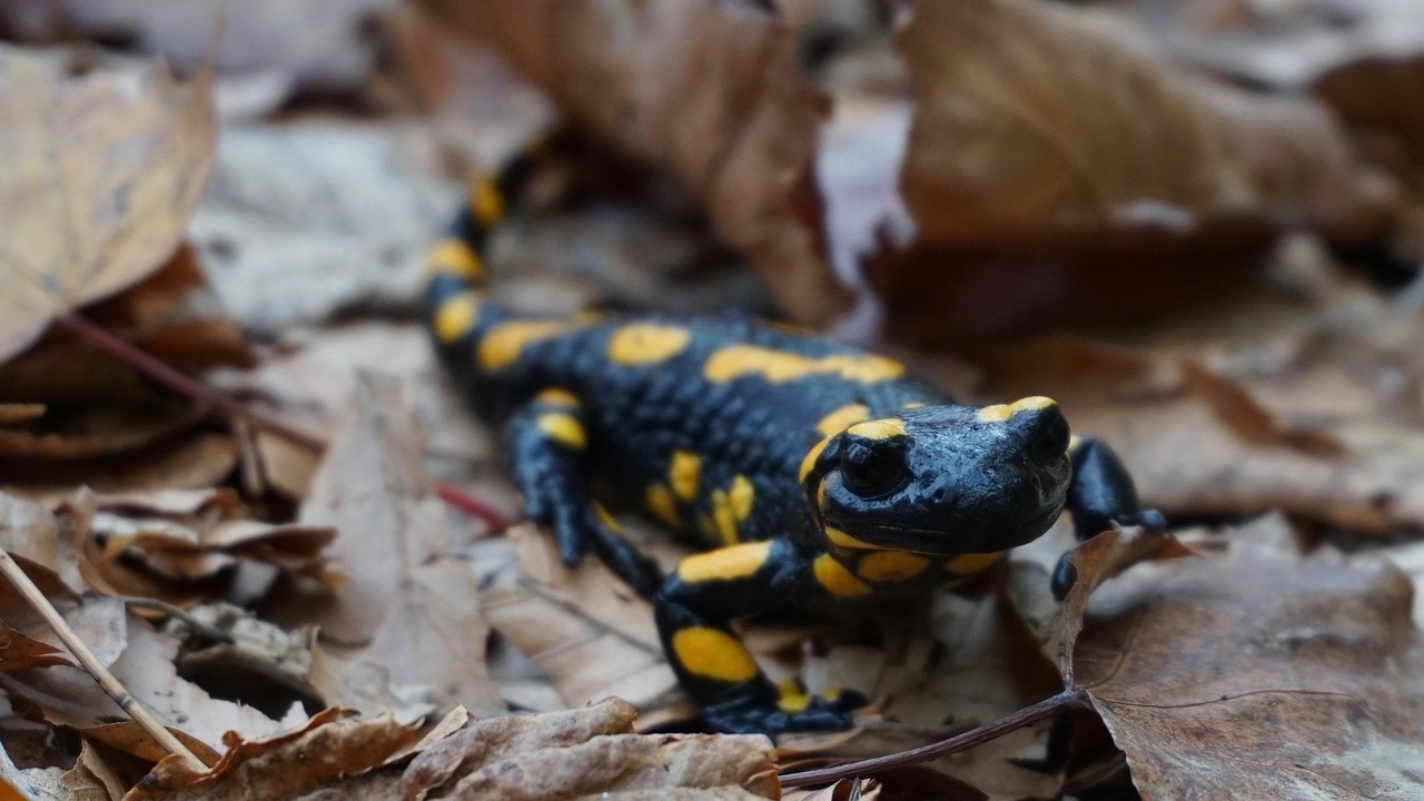 Salamanders and Their Regeneration Powers