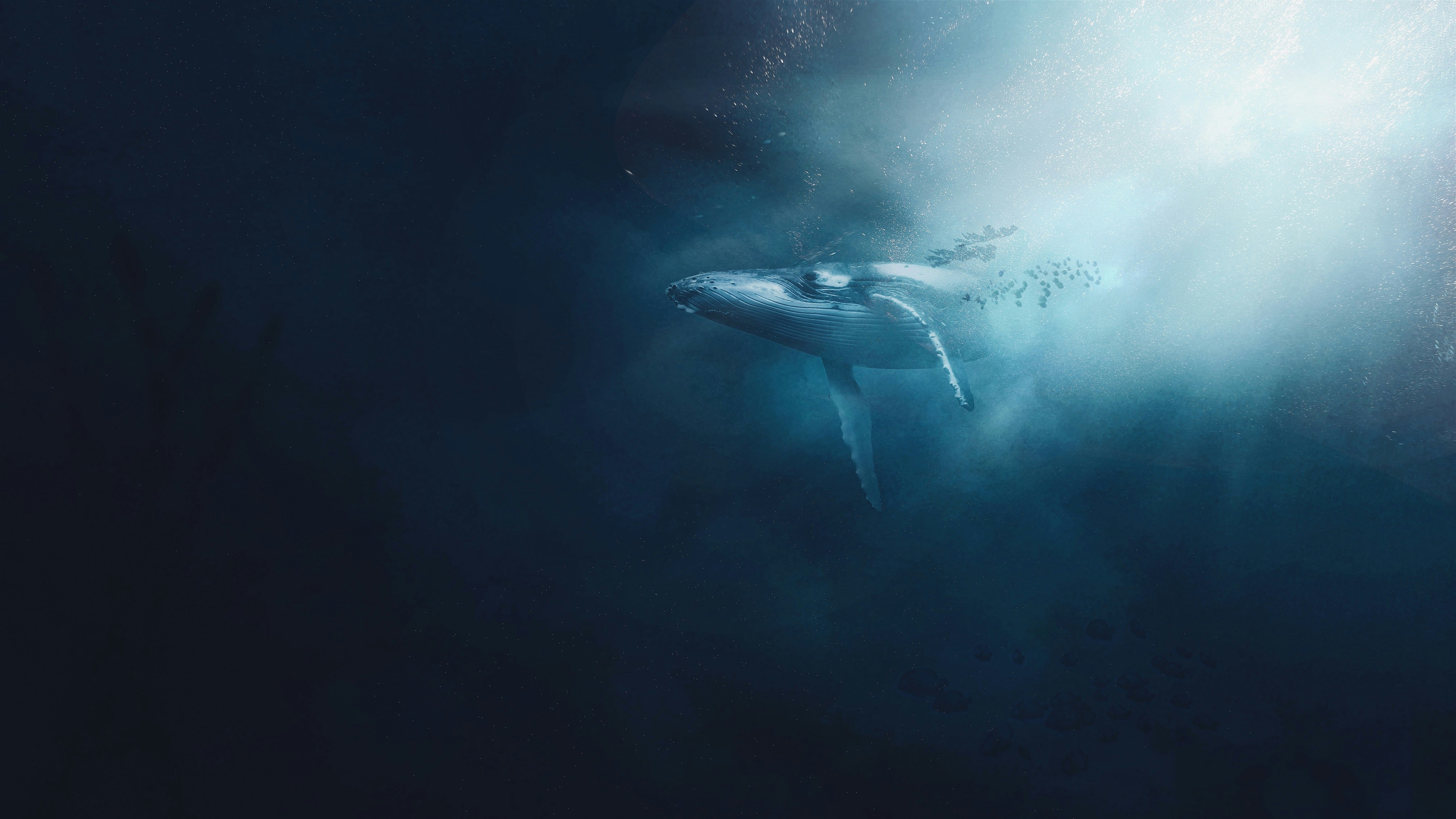 Migration Patterns of Gray Whales