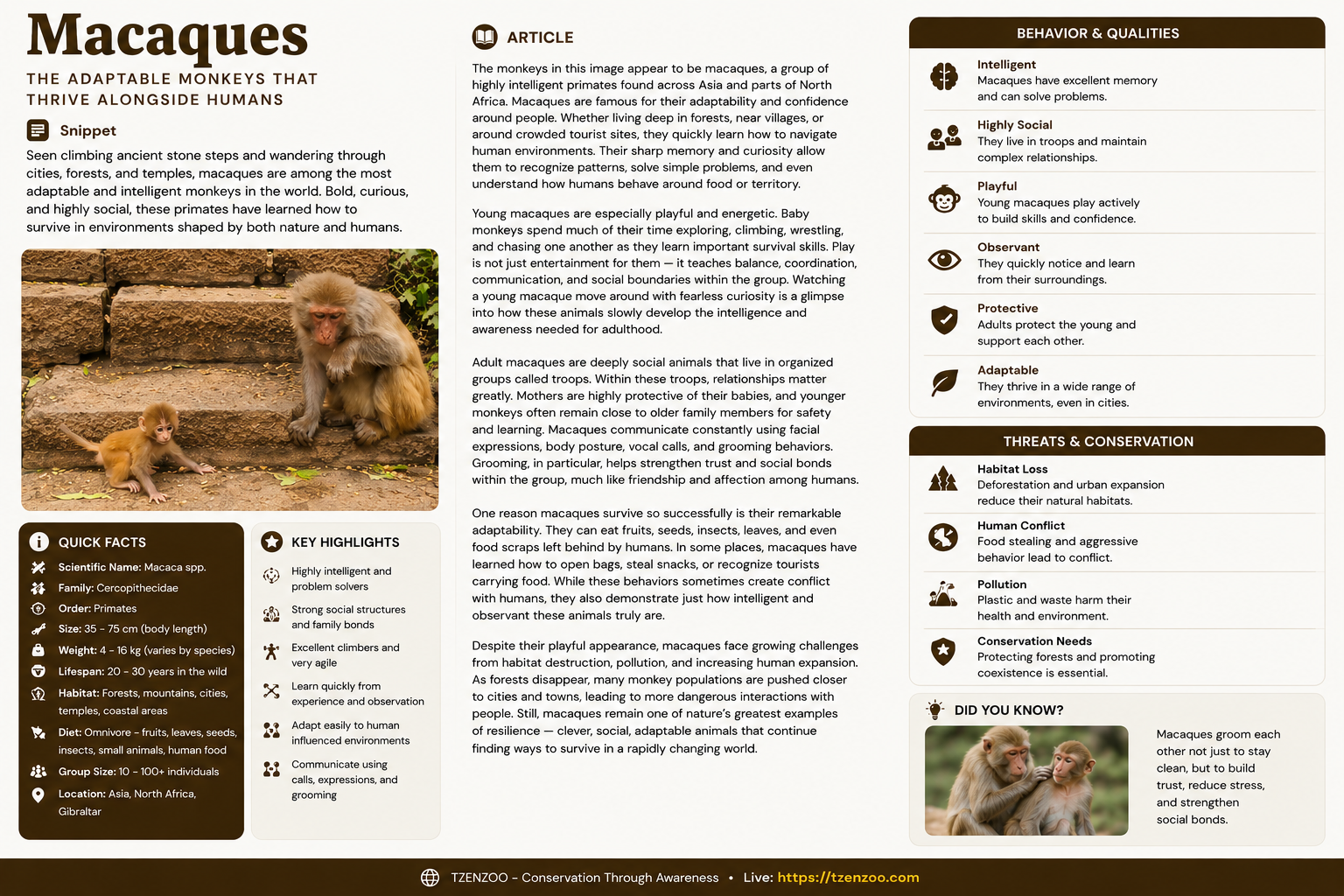 Macaques: The Clever Survivors Living Alongside Humans