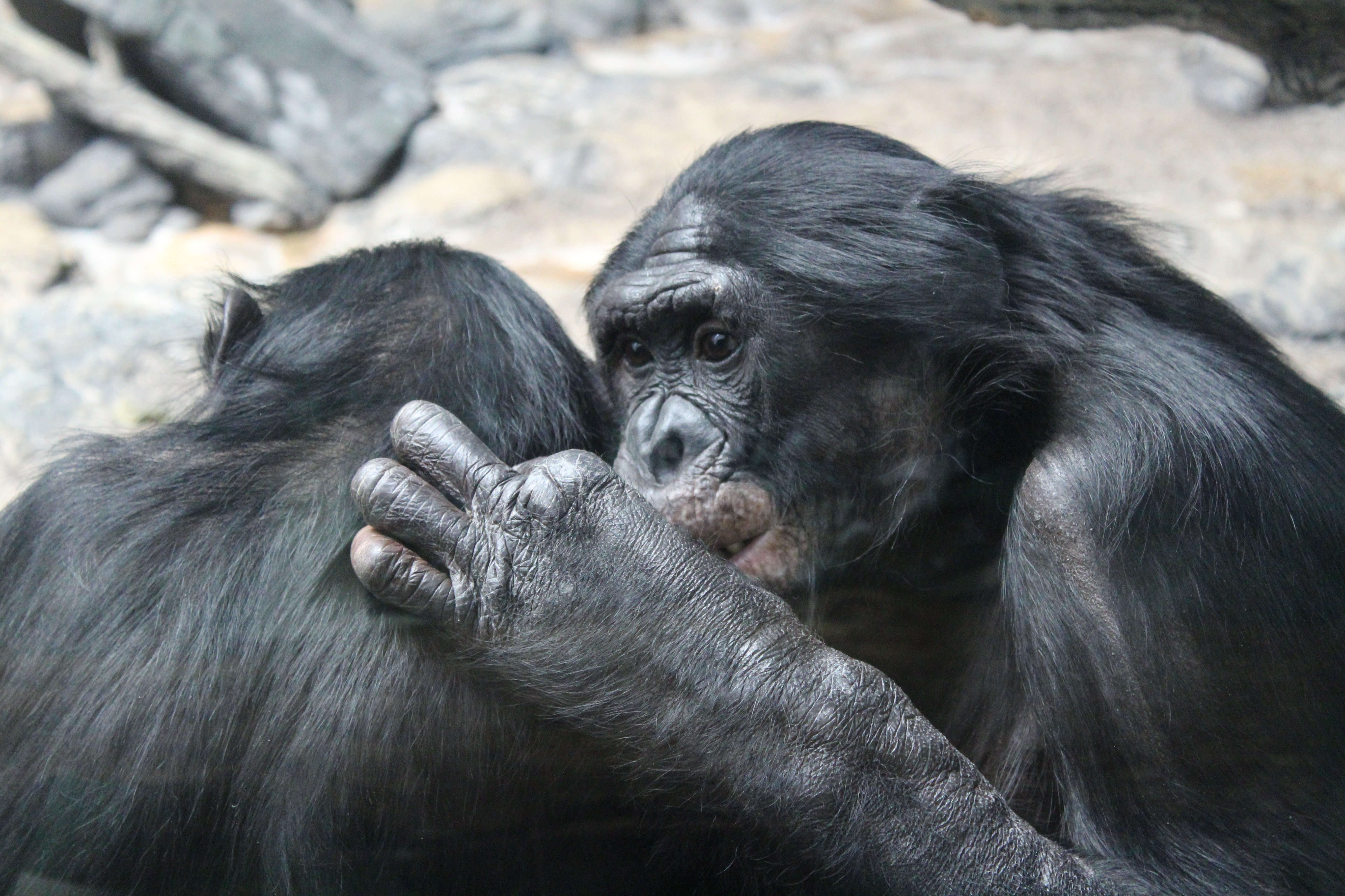 Bonobos: The Gentle Apes Who Chose Peace Over Power