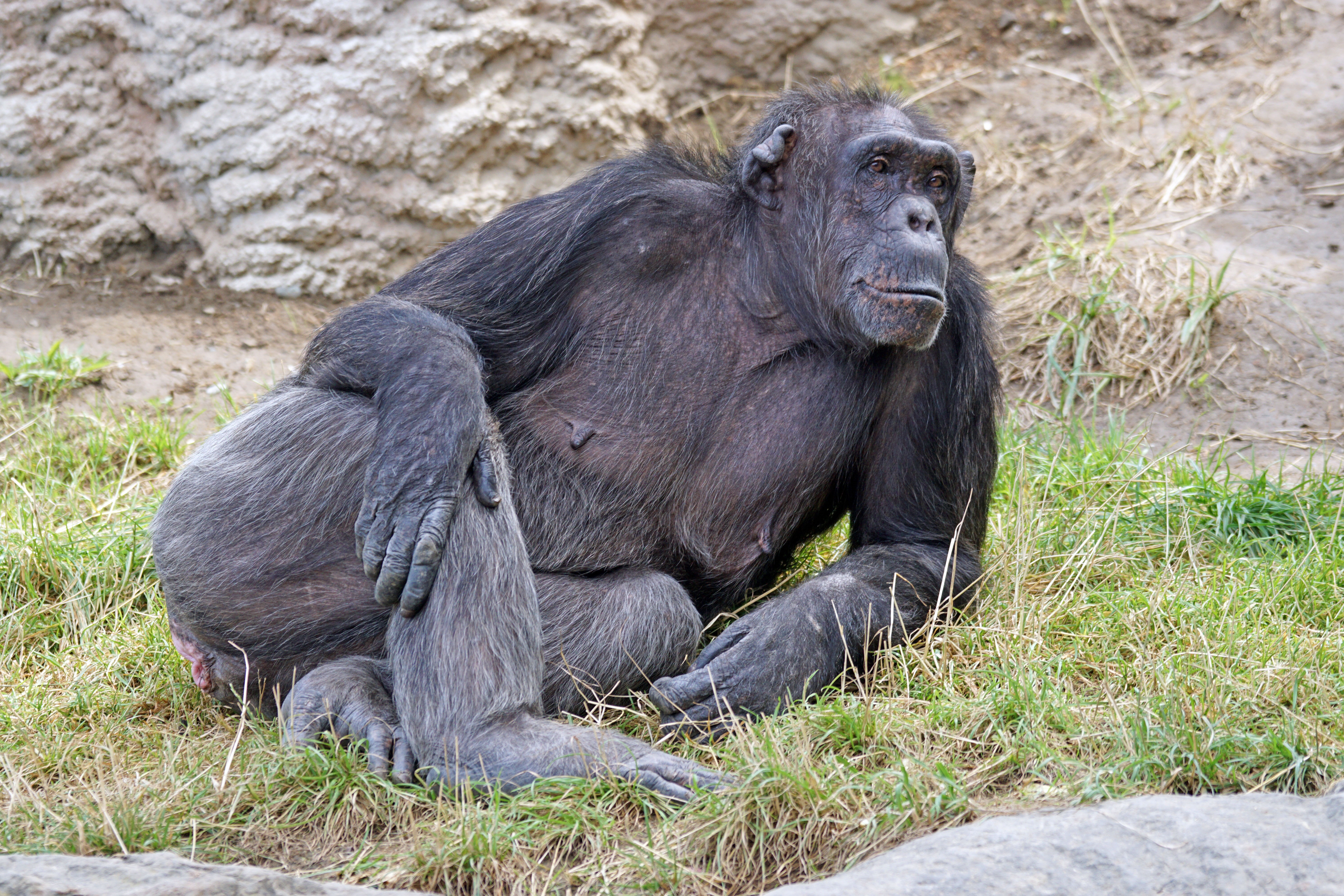 The Smiling Chimpanzee: Understanding One of Humanity’s Closest Relatives