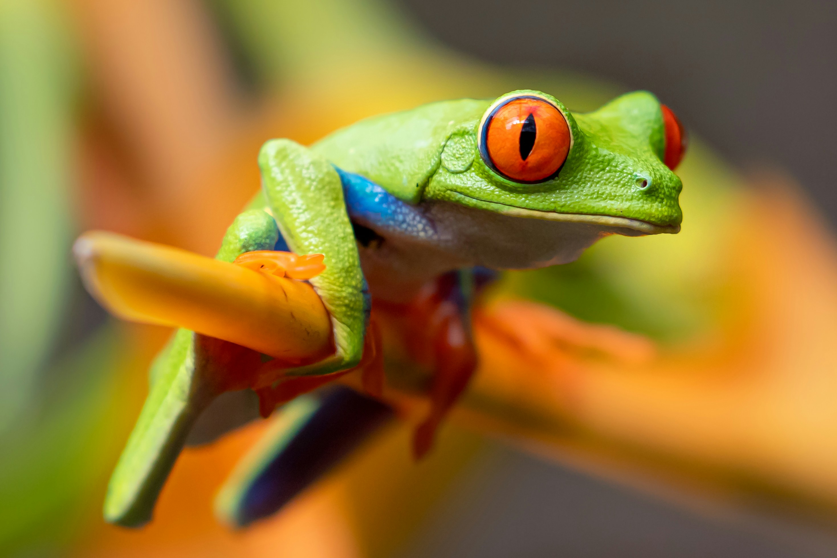 How-amphibians-signal-a-healthy-planet