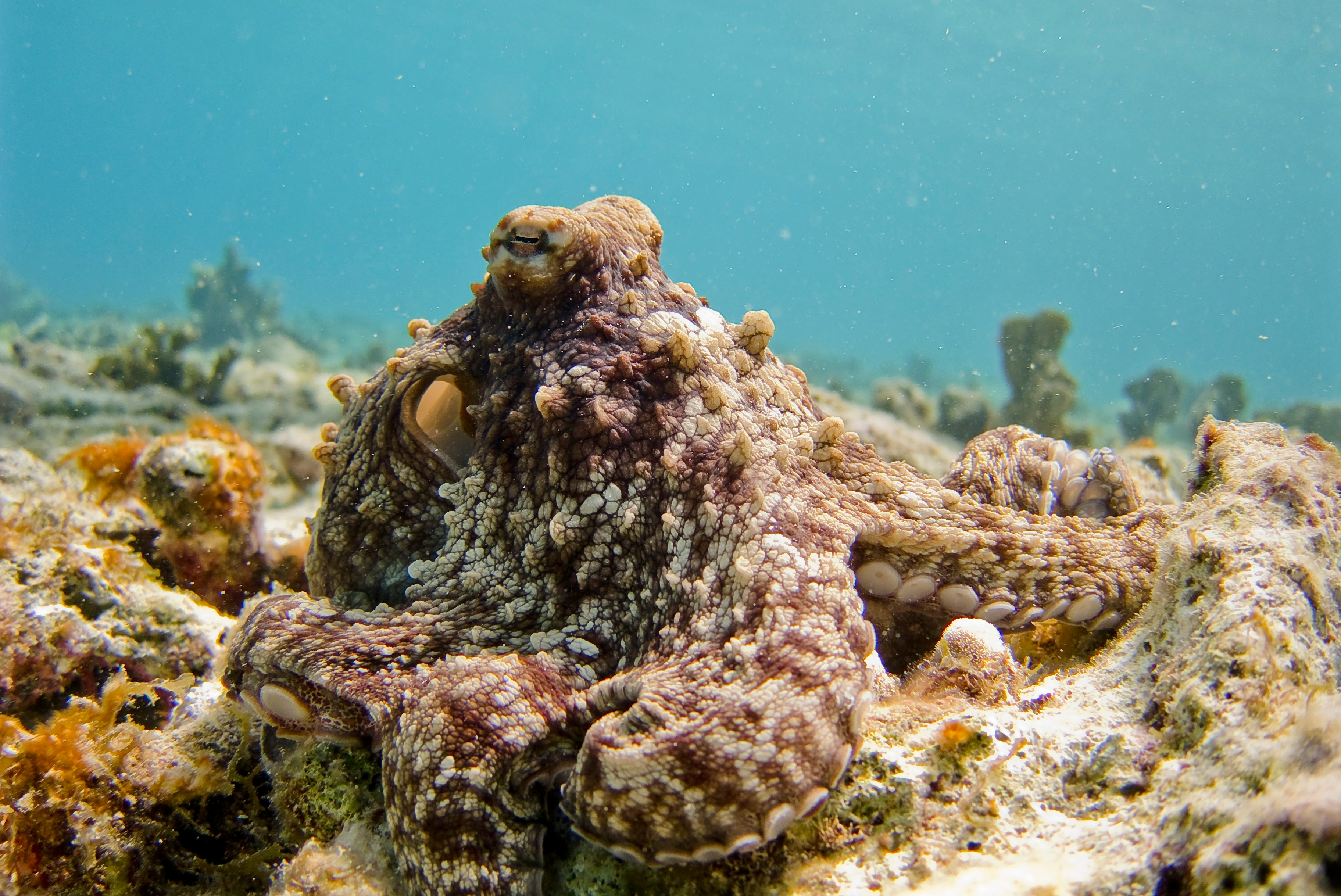 Octopuses: Masters of Escape and Intelligence
